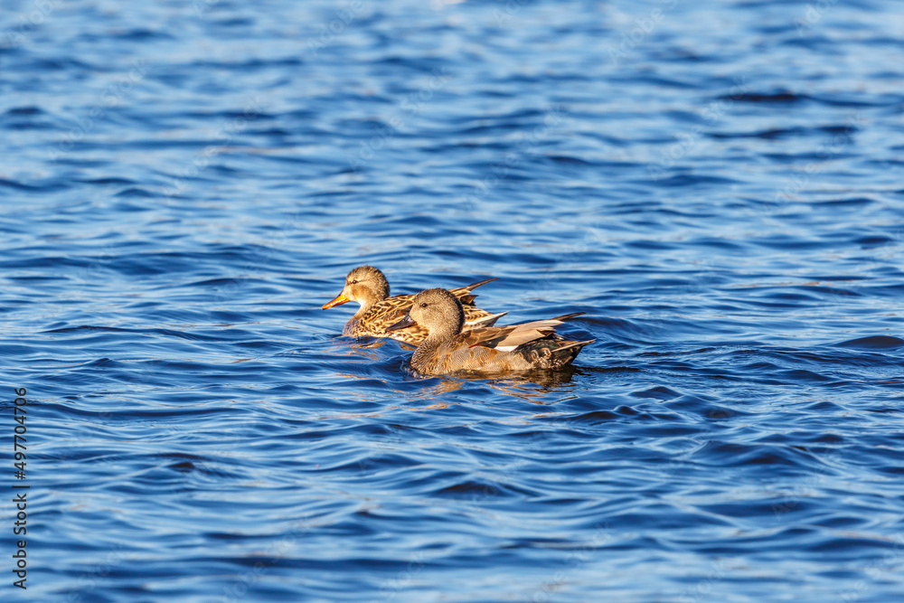 Sticker Gadwall ducks swimming in a lake