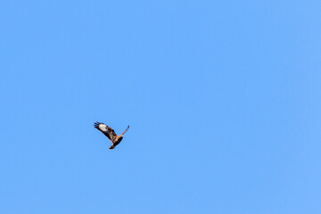 Flying Common buzzard with spread wings at the sky