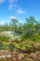 Fototapeta na wymiar Peat moss with water at a birch forest on a heath