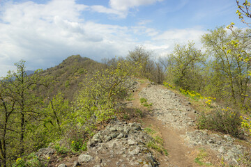 Fototapeta na wymiar Hilly landscape. Stony path on Monte Ceva in the midst of flowering bushes.