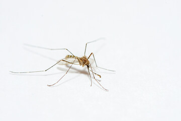Macro de un mosquito com&uacute;n (Culex pppiens)