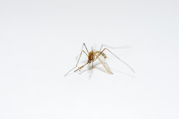 Macro de un mosquito com&uacute;n (Culex pppiens)