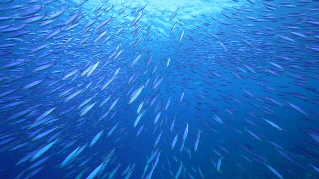 Seascape with School of Fish, Boga fish in the coral reef of the Caribbean Sea, Curacao