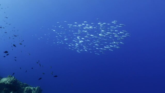 sarda striped bonito fish school underwater blue ocean scenery patroling in schools