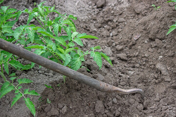 woman digs garden beds. Weeding weeds in the garden. Agricultural work.