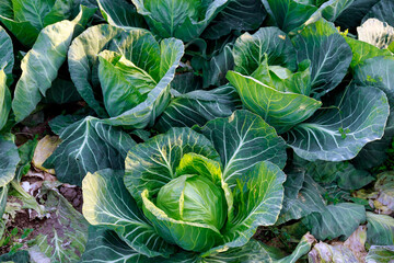 Cabbage grows close up in sunlight. Growing cabbage in a field or in a farmer's greenhouse.