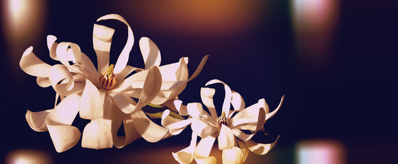 delicate purple magnolia flower with black background, closeup © Nina