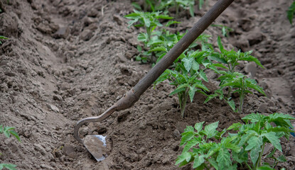 woman digs garden beds. Weeding weeds in the garden. Agricultural work.