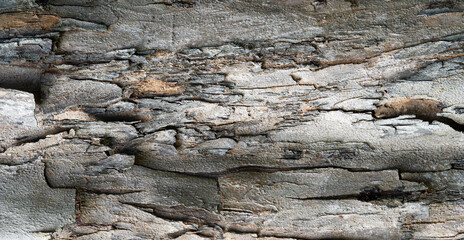 Stone like surface detail of tropical tree bark