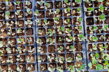 Broccoli in peat in cassettes for growing. Growing seedlings in a greenhouse.