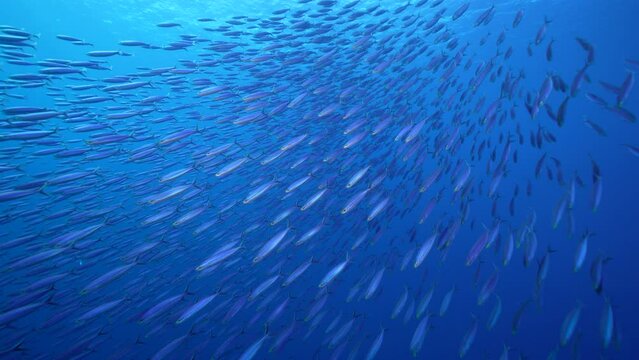 Seascape with School of Fish, Boga fish in the coral reef of the Caribbean Sea, Curacao