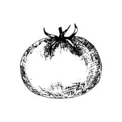 Tomato vector grafic sketch. Hand drawn tomato ink pen illustration