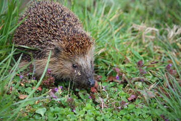 Braunbrustigel im Garten auf Futtersuche