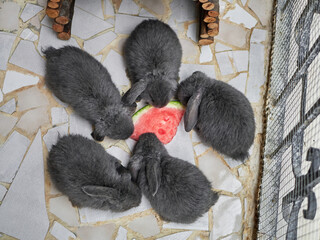 Close-up of three little grey rabbits eating watermelon