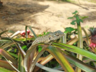 A picture of a lizard.  A lizard on a pineapple leaf.  A picture of an animal in the jungle.  wild animal.