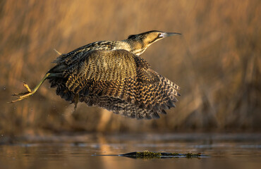 Great bittern bird ( Botaurus stellaris ) close up