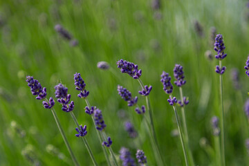 Buds and stems of lavender with blurry background