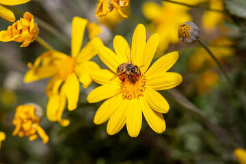 Bee collecting pollen and nectar from yellow flower, selective focus. Worker honey bee and yellow daisy macro background. Spring, bee, nature, work concept.