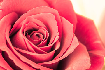 Selective focus of large blooming pink rose. Macro rose background.