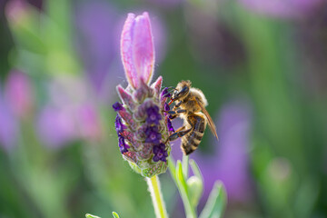 Close-up of a bee harvesting pollen on a topped lavender (Lavandula angustifolia) with blurry background