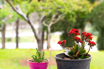 Selective focus of ornamental plants and red flowers in black and pink plastic pots on the windowsill. Out of focus fruit tree background.