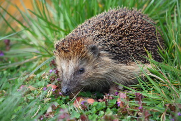 Braunbrustigel im Garten auf Futtersuche