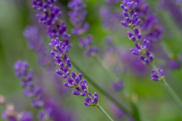 Close-up of buds of blue lavender