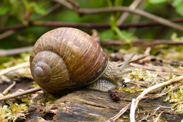 Weinbergschnecke