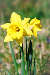 Fototapeta premium Daffodils at Easter time on a meadow. Yellow white flowers shine against the green grass.