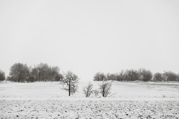 Winter landscape snow-covered dirt road near the oak grove on a cloudy day