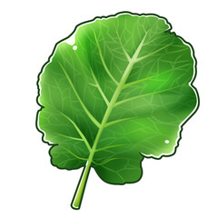 ケール　イラスト素材