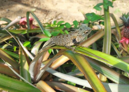 A picture of a lizard.  A lizard on a pineapple leaf.  A picture of an animal in the jungle.  wild animal.