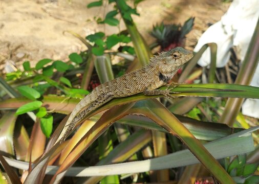 A picture of a lizard.  A lizard on a pineapple leaf.  A picture of an animal in the jungle.  wild animal.