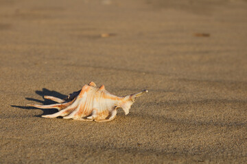 seashell on the beach, golden sand, morning time.