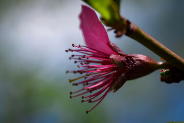 Fototapeta premium Apple tree bloming.