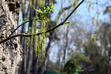 spring tree branch