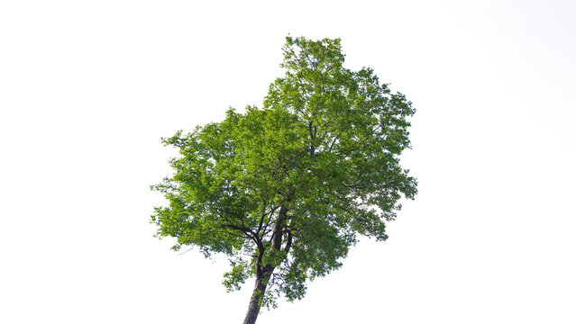 Natural tall green big tree isolated on white background with clipping path.