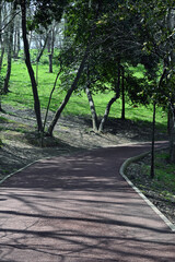 path in the forest