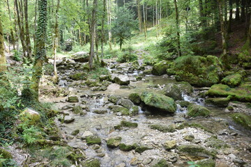 Rivière de forêt