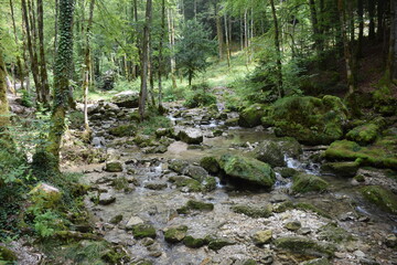 Rivière de forêt