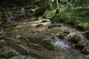 Rivière de forêt