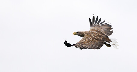 Sea Eagle on cloudy day at a Fjord Lofoten Island