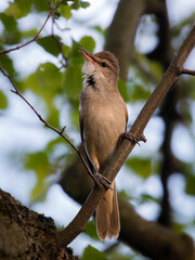 Common Reed Warbler, sitting on a twig, Acrocephalus arundinaceus, a bird that makes interesting sounds, sings beautifully, fast and agile, builds a nest in the reeds, sings very loudly, like a tenor