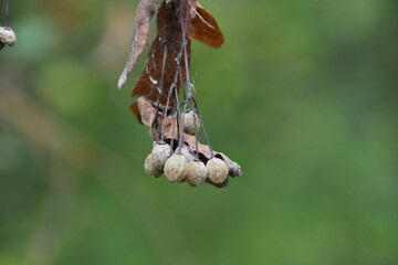 spider on a branch