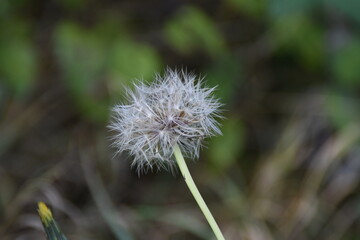 dandelion head