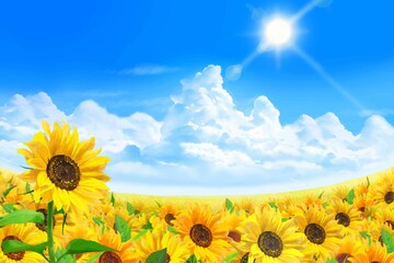 雲のある青空に太陽の下美しいひまわりが咲くひまわり畑の初夏フレーム背景素材

