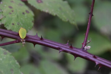 caterpillar on a leaf