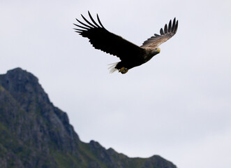 Sea Eagle at a Fjord Lofoten Island