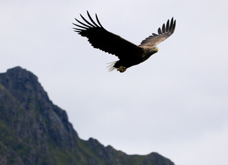Fototapeta premium Sea Eagle at a Fjord Lofoten Island
