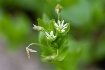 Macro photo of chickweed (Stellaria media) is an annual plant in Caryophyllaceae family,used as a cooling herbal remedy, and grown as a vegetable crop and ground cover germinates in late winter.